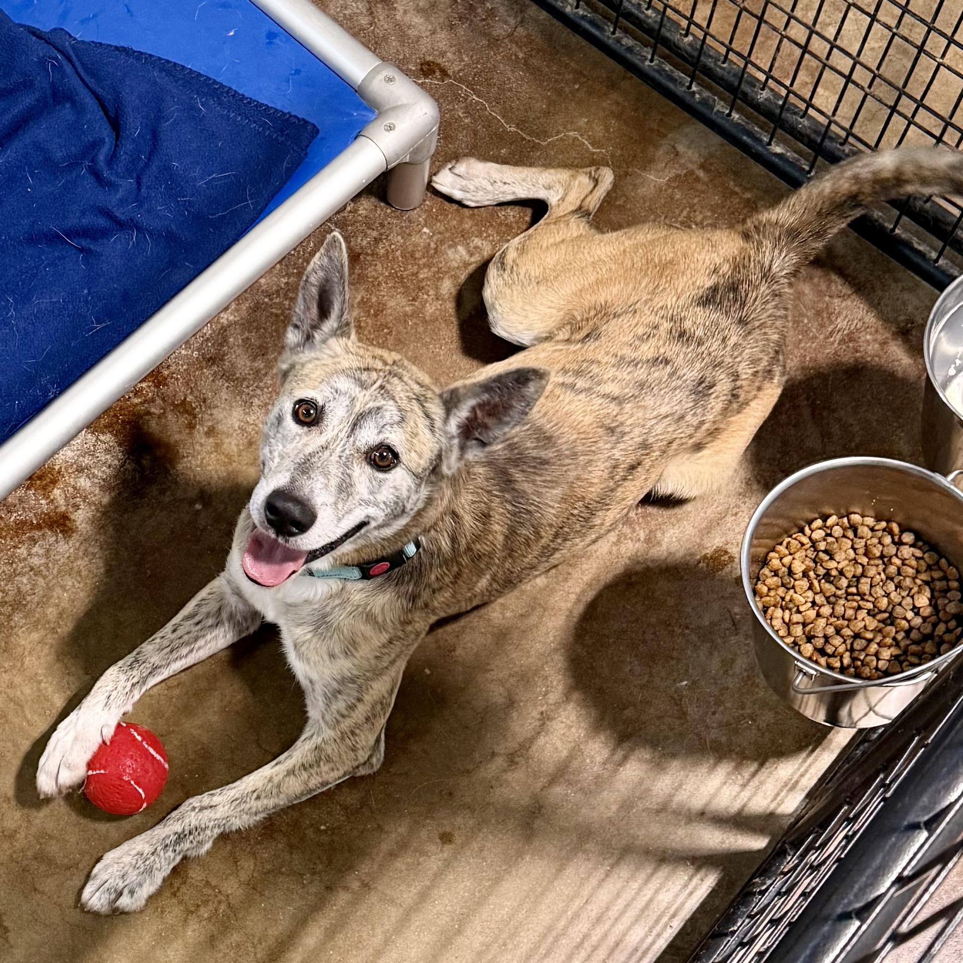 Enlarge Oakley, a Adoptable mixed breed in Gallatin, TN image 1/6