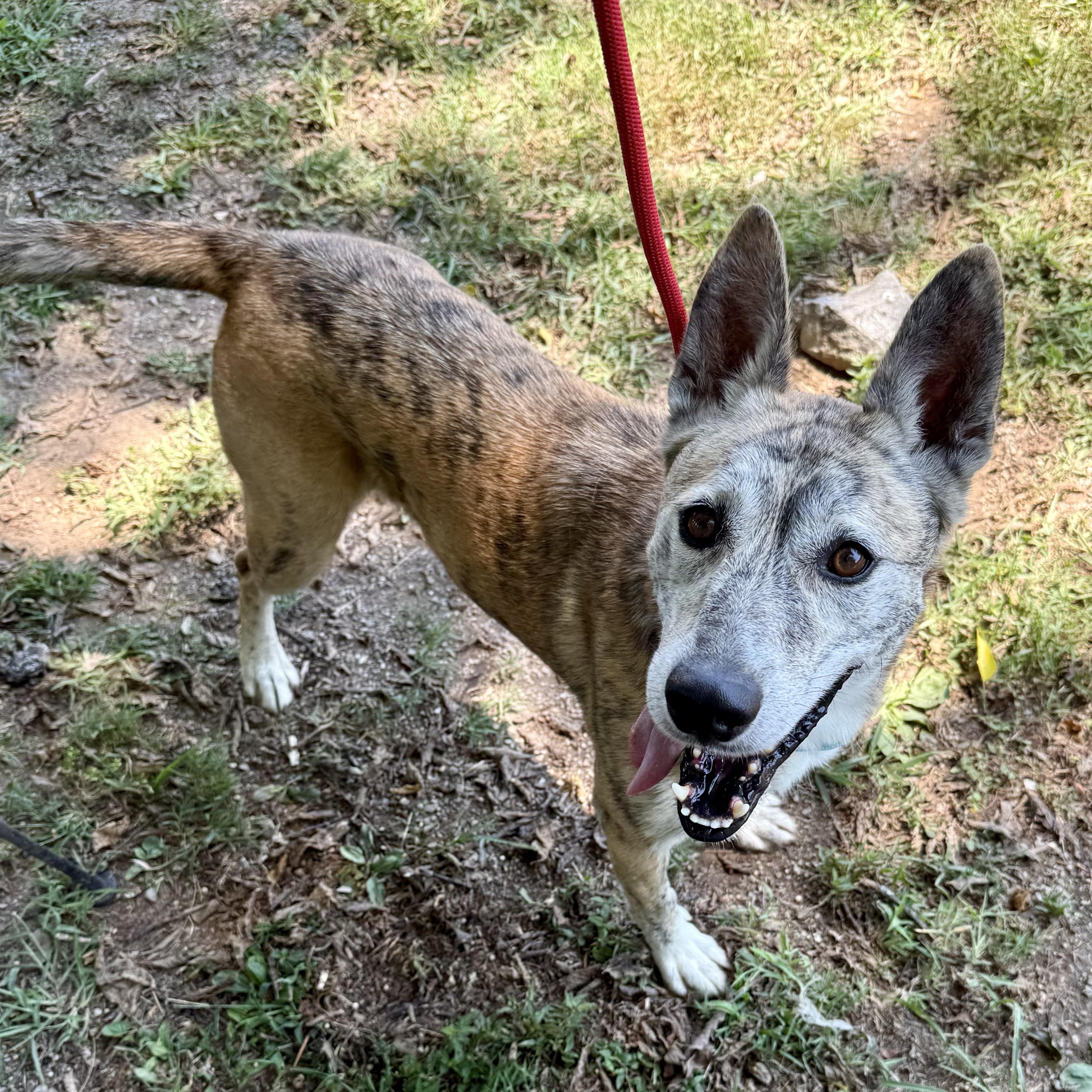 Enlarge Oakley, a Adoptable mixed breed in Gallatin, TN image 3/6