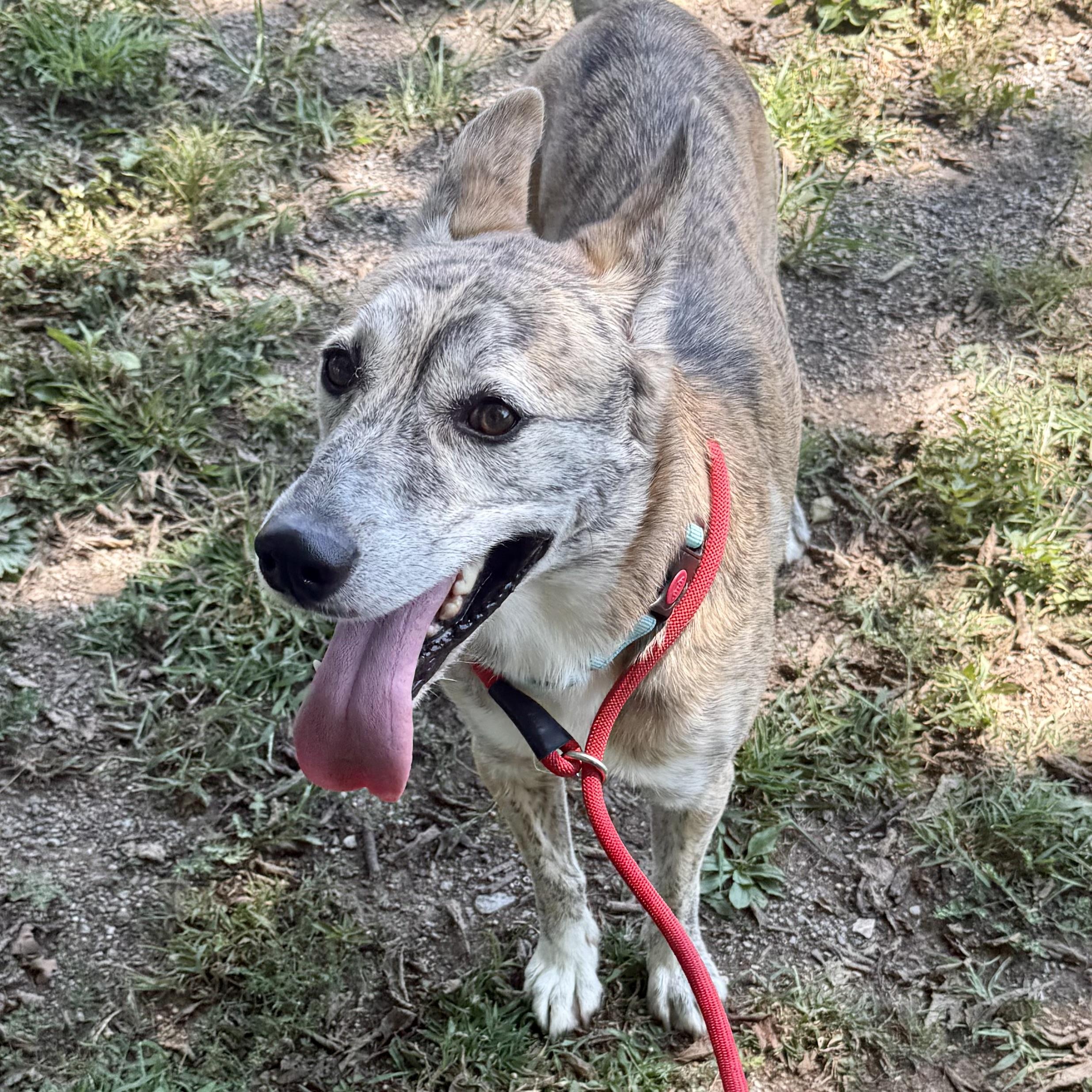 Enlarge Oakley, a Adoptable mixed breed in Gallatin, TN image 4/6