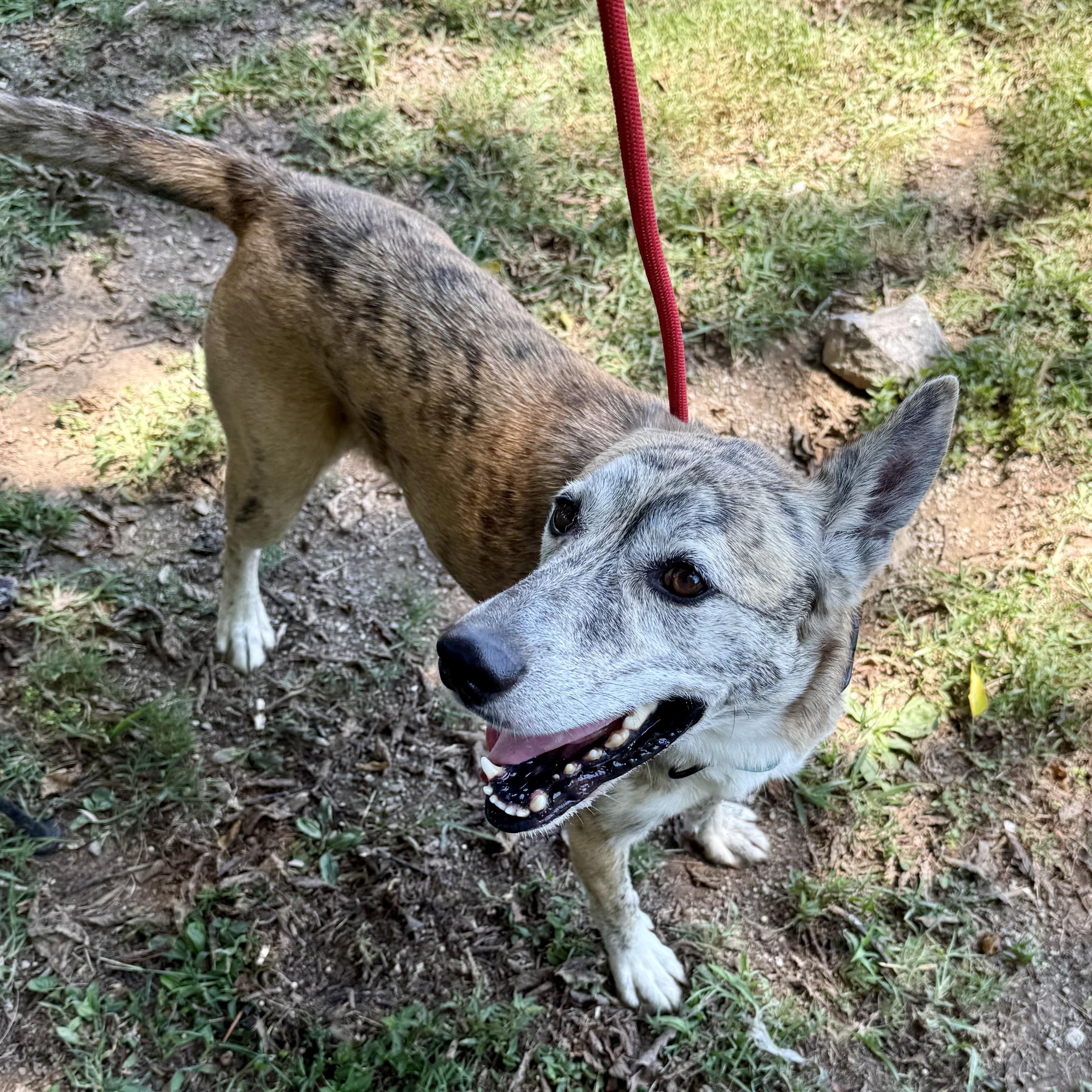 Enlarge Oakley, a Adoptable mixed breed in Gallatin, TN image 5/6