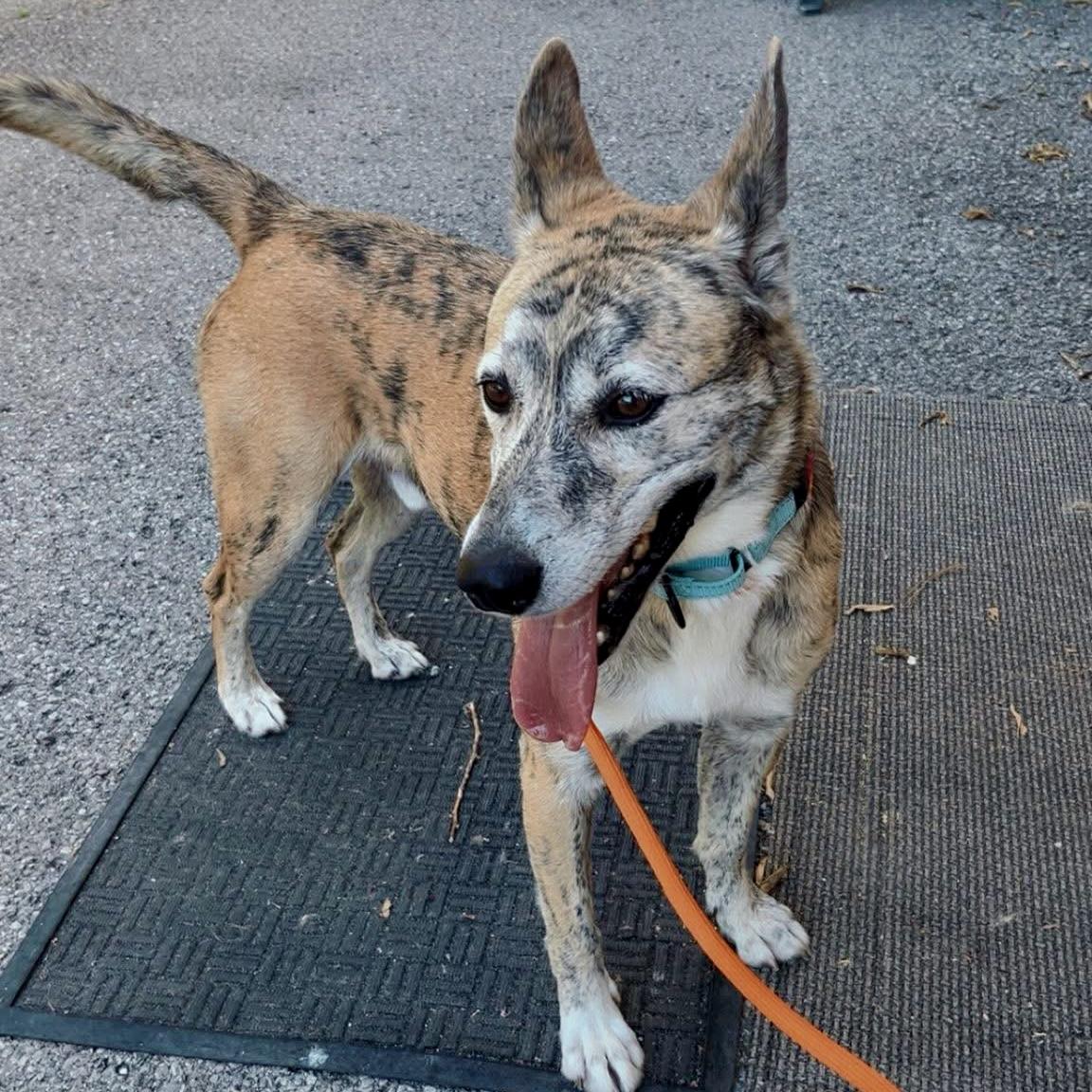 Enlarge Oakley, a Adoptable mixed breed in Gallatin, TN image 2/6