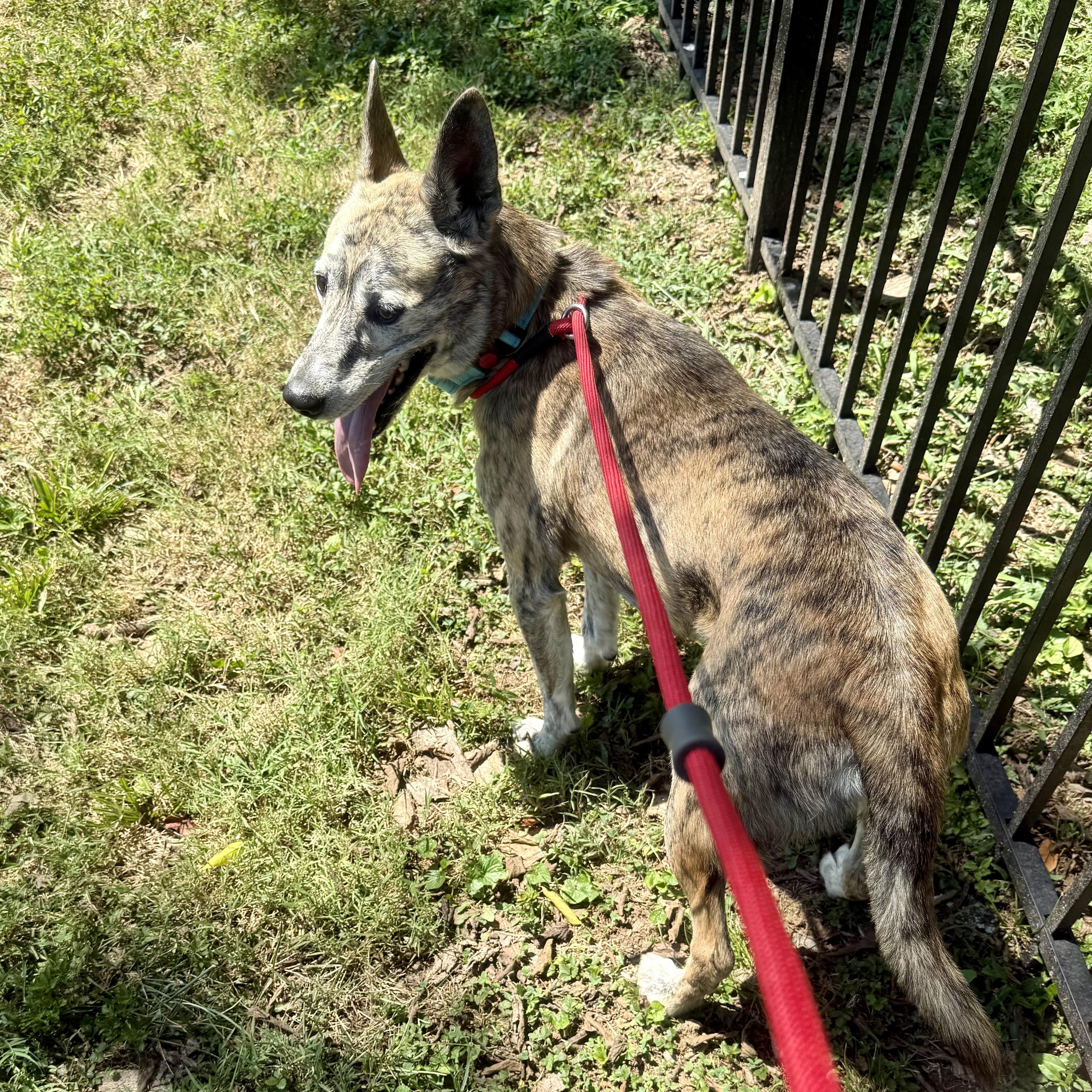 Enlarge Oakley, a Adoptable mixed breed in Gallatin, TN image 6/6