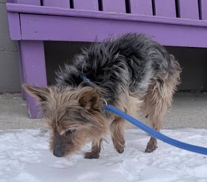 Ripley, a Adoptable mixed breed in Hobart, IN image 1/3