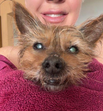 Ripley, a Adoptable mixed breed in Hobart, IN image 2/3