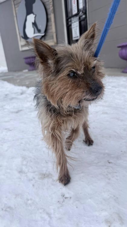 Ripley, a Adoptable mixed breed in Hobart, IN image 3/3