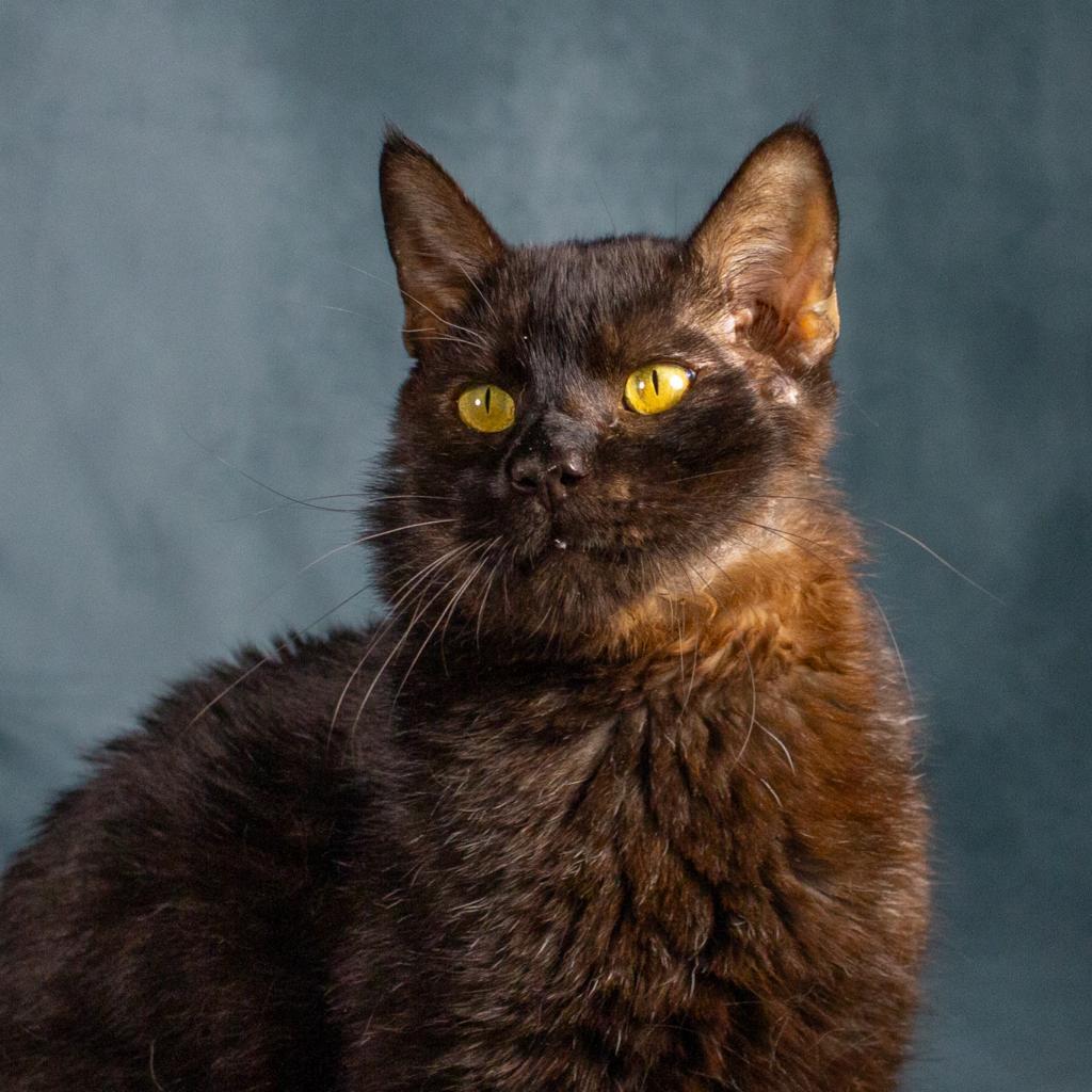 Salem Ii