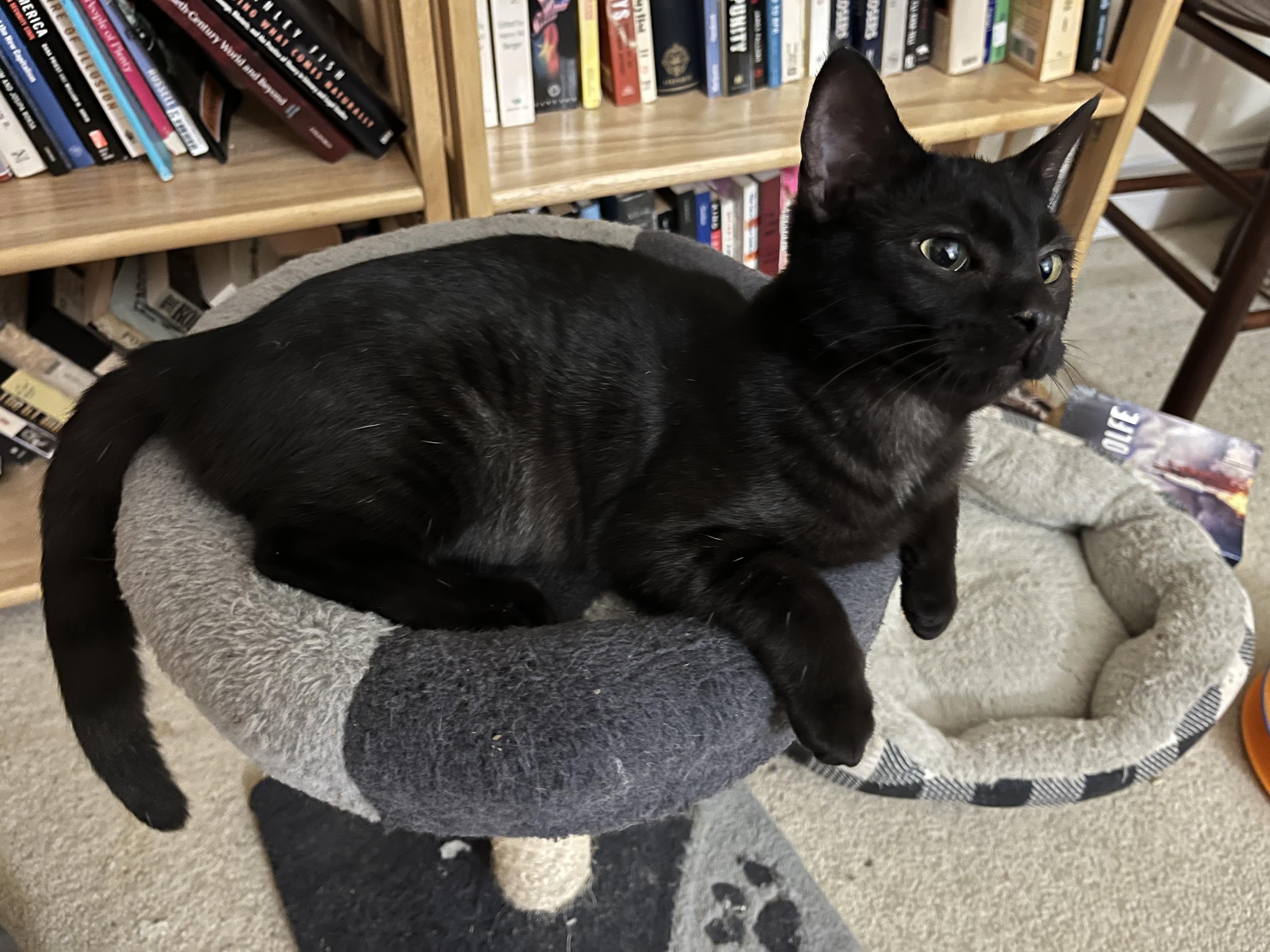 Chai, Young Female unknown