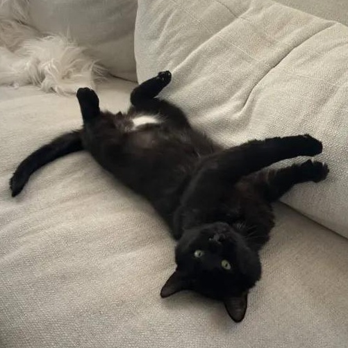 Enlarge Dash (FeLV+), a Adoptable American Shorthair in Weehawken, NJ image 3/5