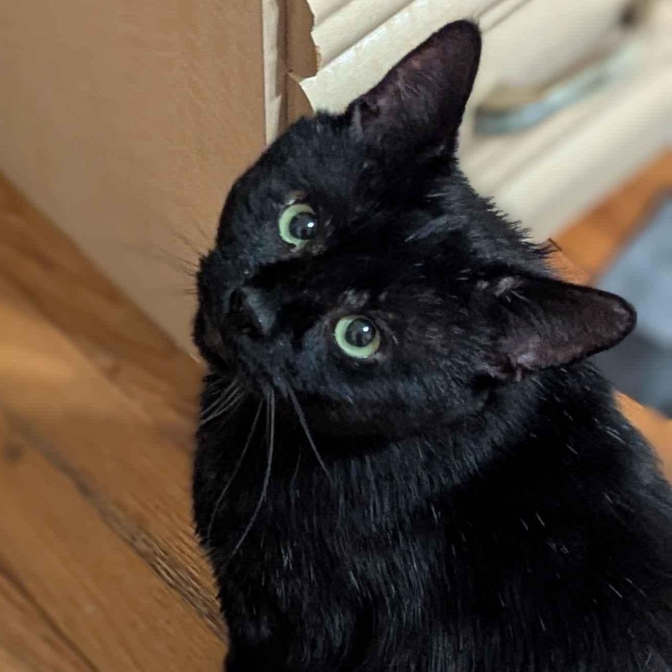 Enlarge Dash (FeLV+), a Adoptable American Shorthair in Weehawken, NJ image 4/5