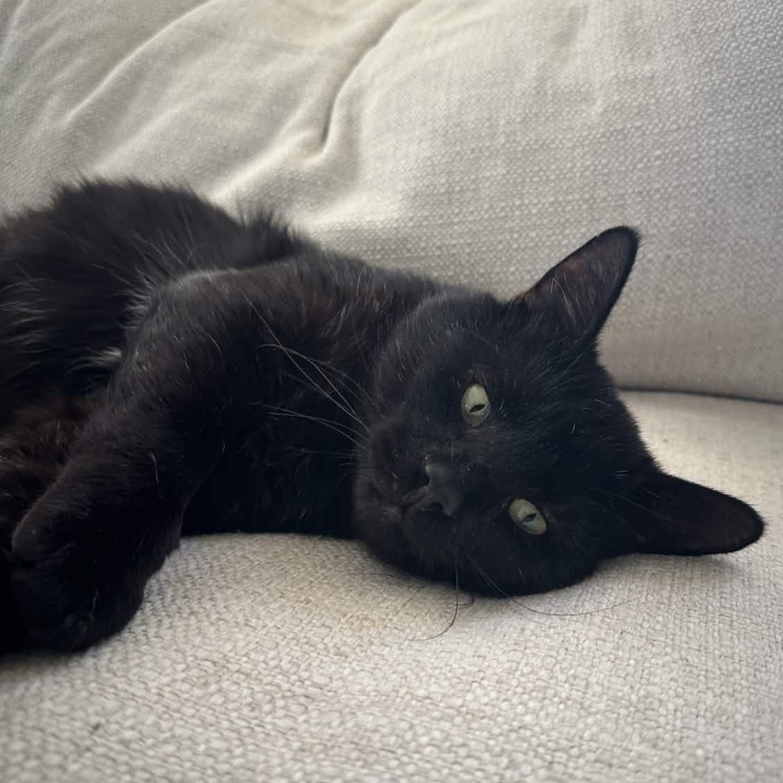 Dash (FeLV+), adopted, Adult Male American Shorthair.