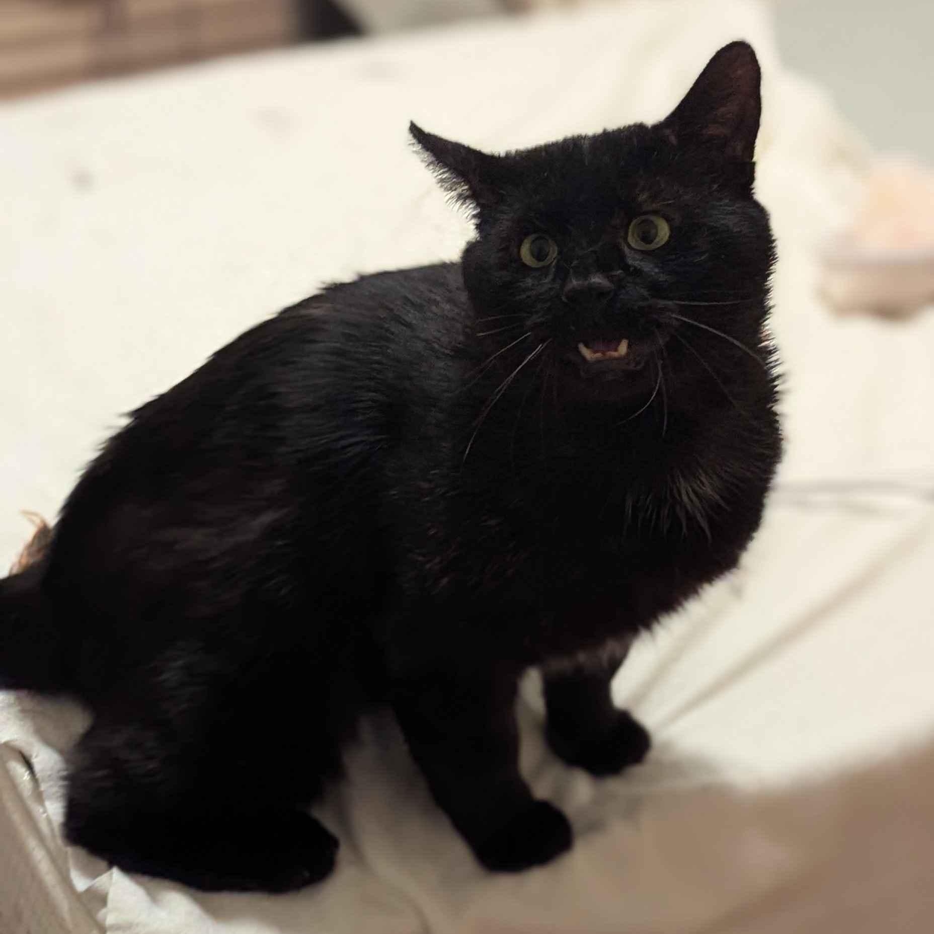 Enlarge Dash (FeLV+), a Adoptable American Shorthair in Weehawken, NJ image 5/5