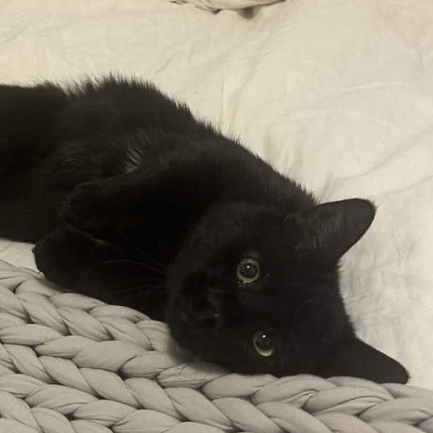 Enlarge Dash (FeLV+), a Adoptable American Shorthair in Weehawken, NJ image 1/5