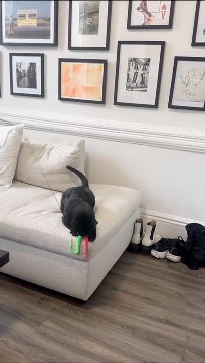 Enlarge Dash (FeLV+), a Adoptable American Shorthair in Weehawken, NJ video 2/5