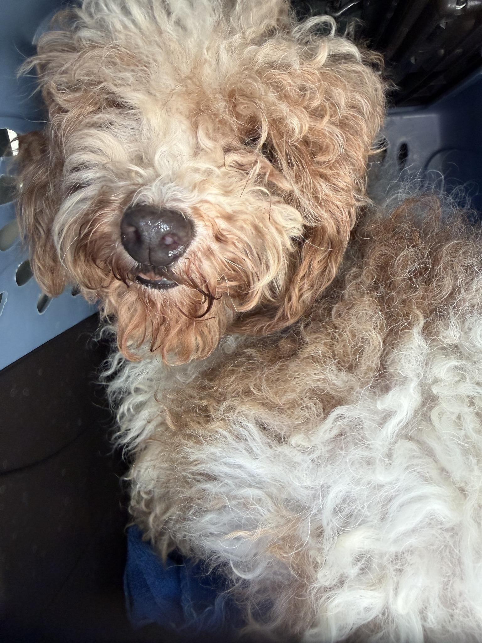 Enlarge Janet Wood, a Adoptable Miniature Poodle in Blue Springs, MO image 1/1