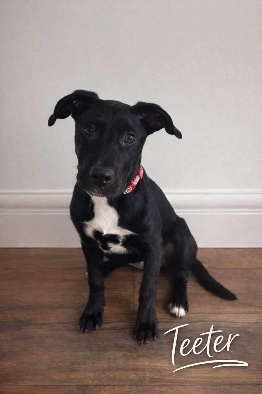 Teeter (20251222-04) — thumbnail 2