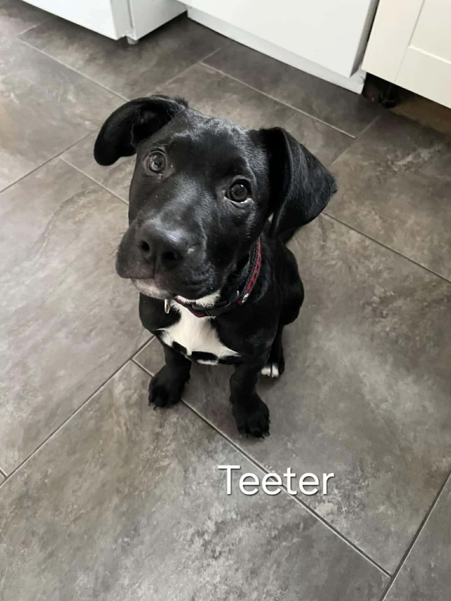 Teeter (20251222-04) — thumbnail 3