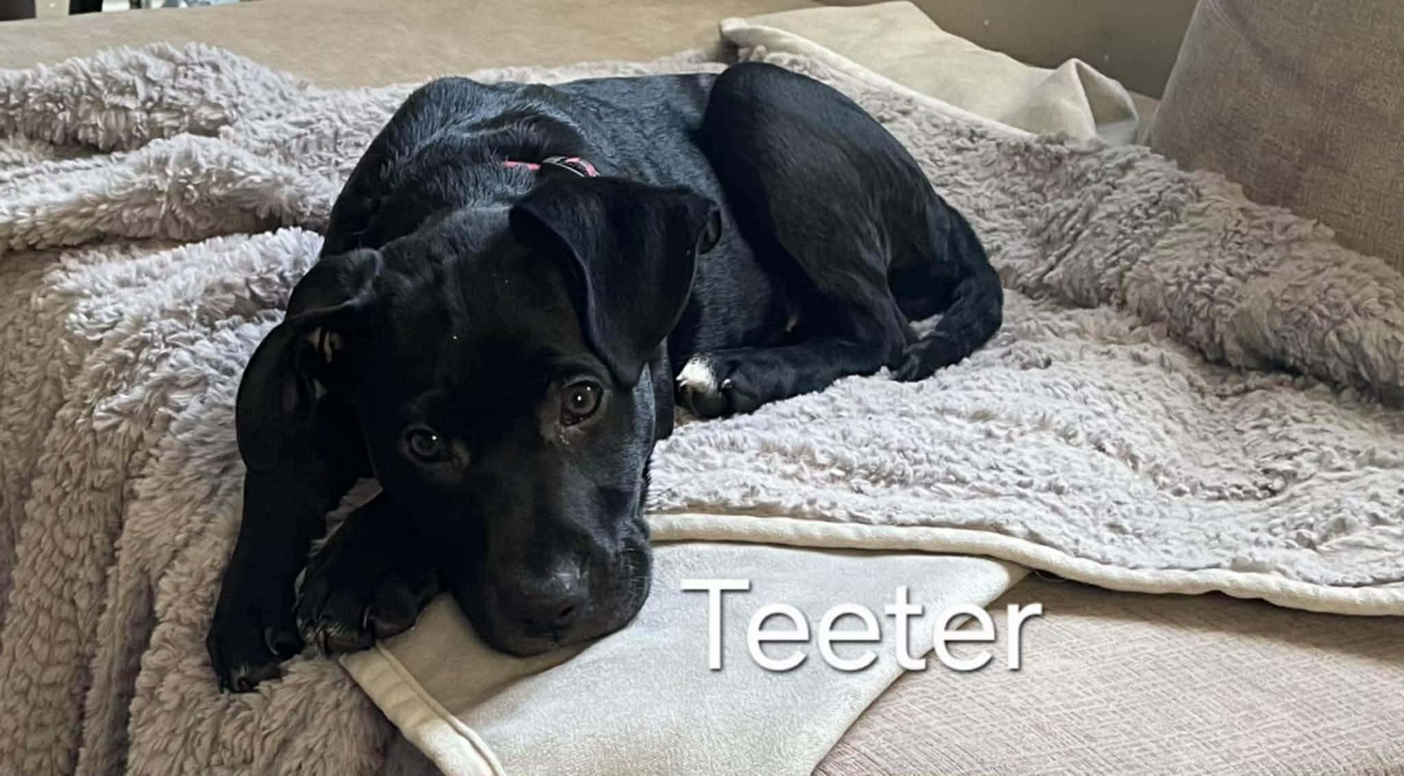 Teeter (20251222-04) — thumbnail 4