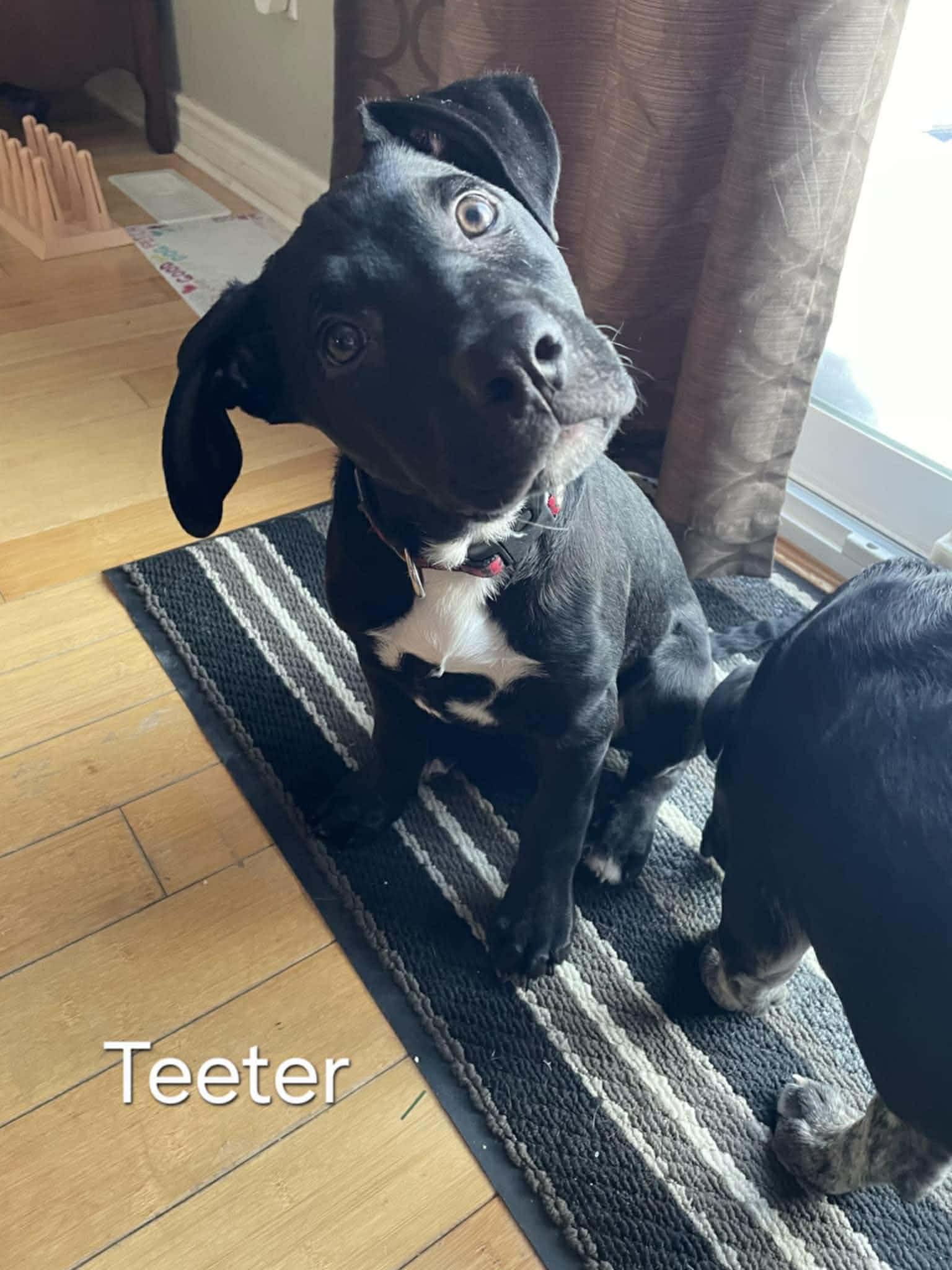 Teeter (20251222-04) — thumbnail 5