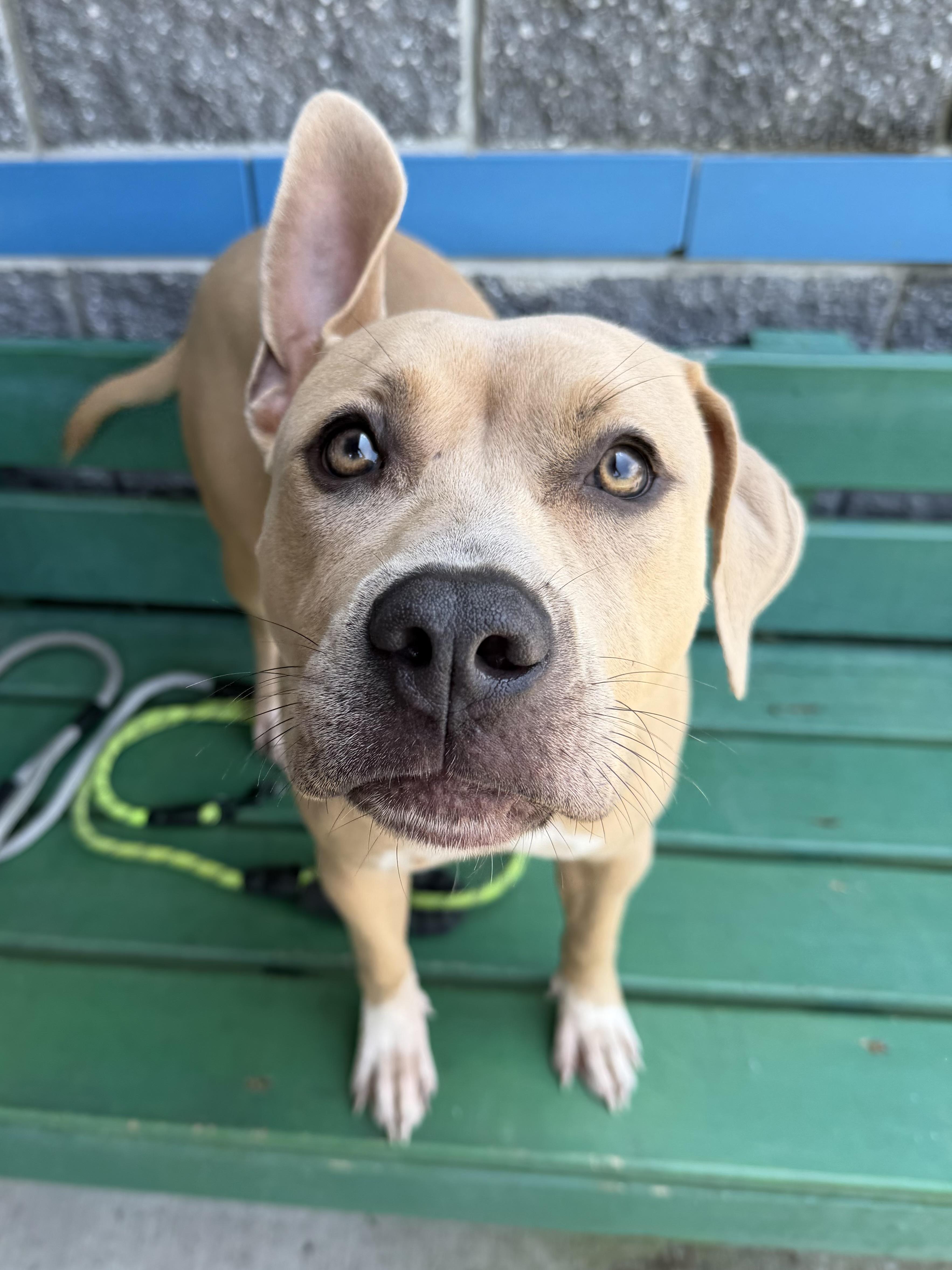 Promise, ADOPTABLE, Young Female Pit Bull Terrier.