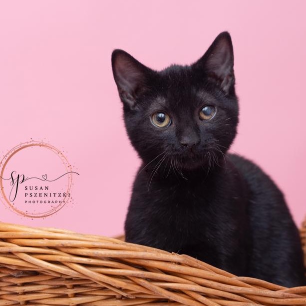Stewart FUN AND FRIENDLY, a ADOPTABLE Domestic Medium Hair in Bethel, CT image 3/3
