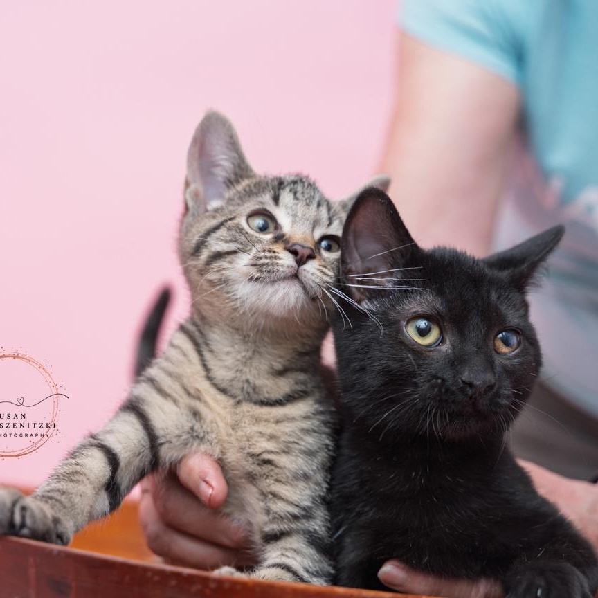 Stewart FUN AND FRIENDLY, a ADOPTABLE Domestic Medium Hair in Bethel, CT image 2/3