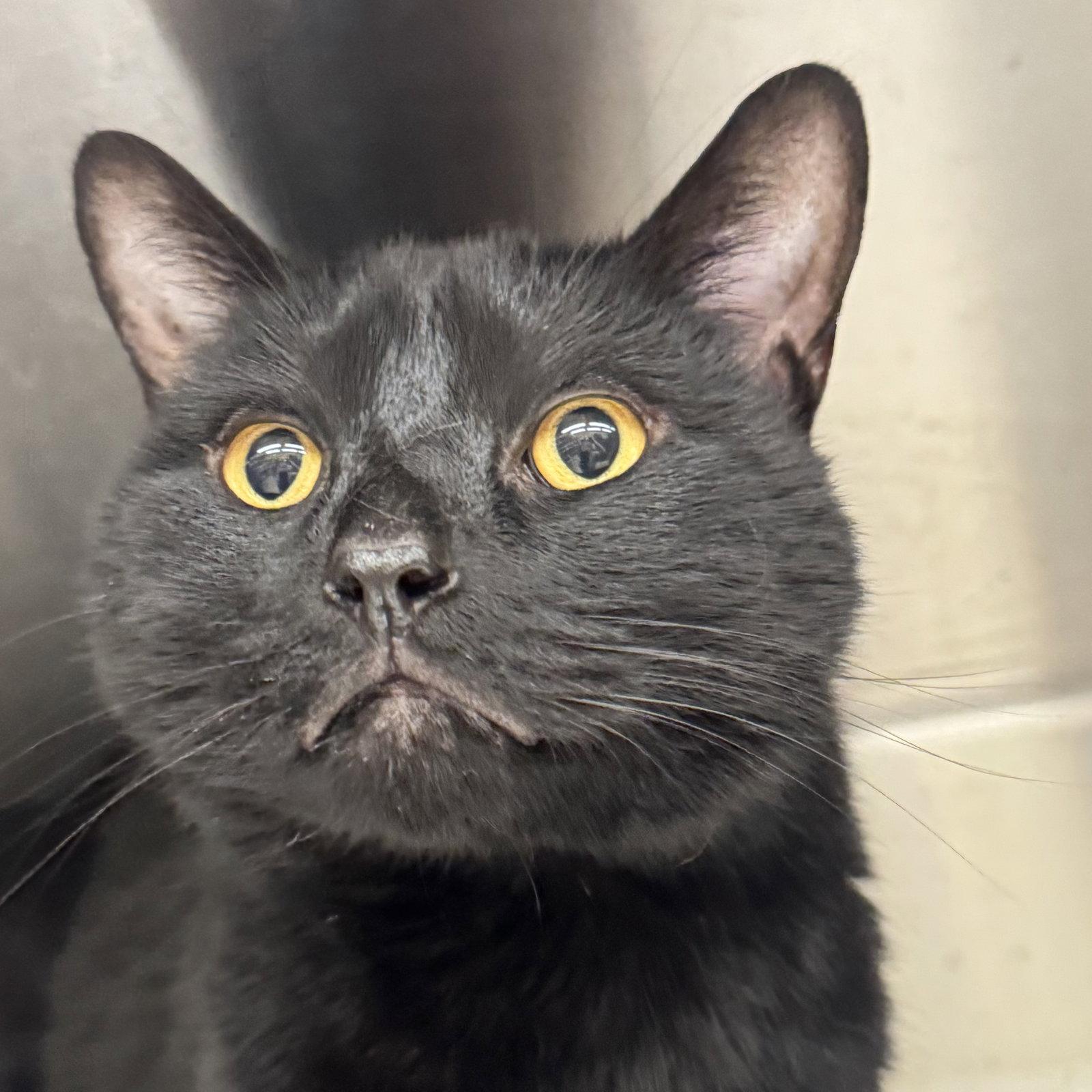 Enlarge Ricky, a Adoptable Domestic Short Hair in Winchendon, MA image 1/2