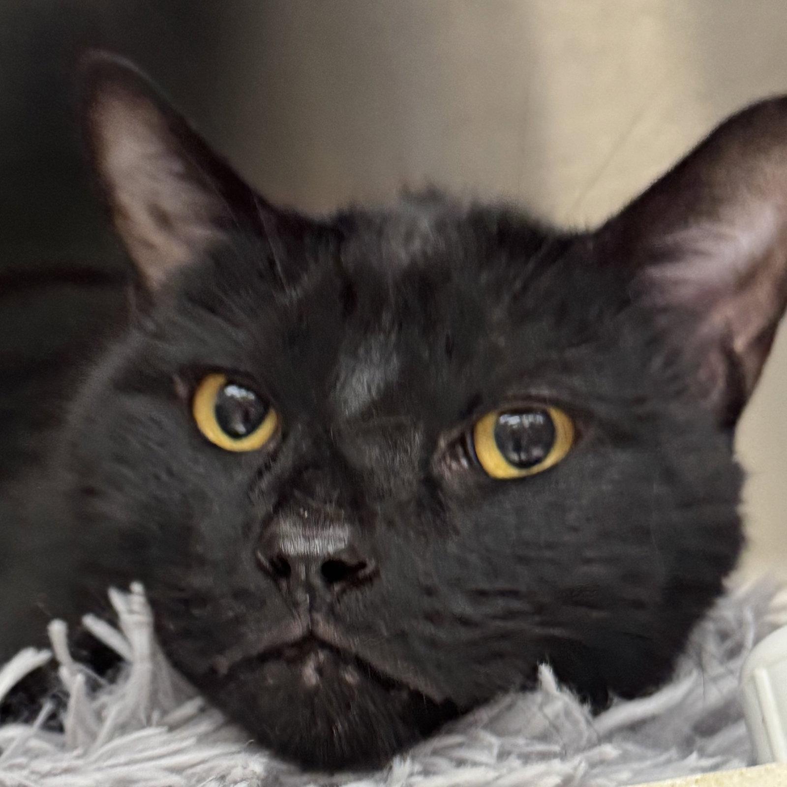Enlarge Ricky, a Adoptable Domestic Short Hair in Winchendon, MA image 2/2
