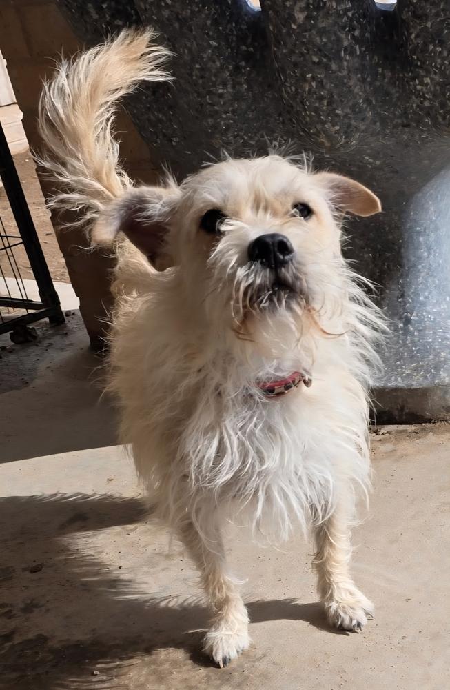 Enlarge Mustard, a Adoptable mixed breed in Draper, UT image 1/4