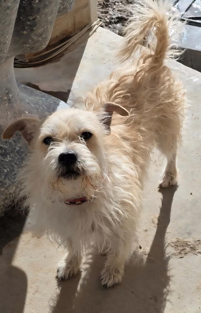 Enlarge Mustard, a Adoptable mixed breed in Draper, UT image 2/4