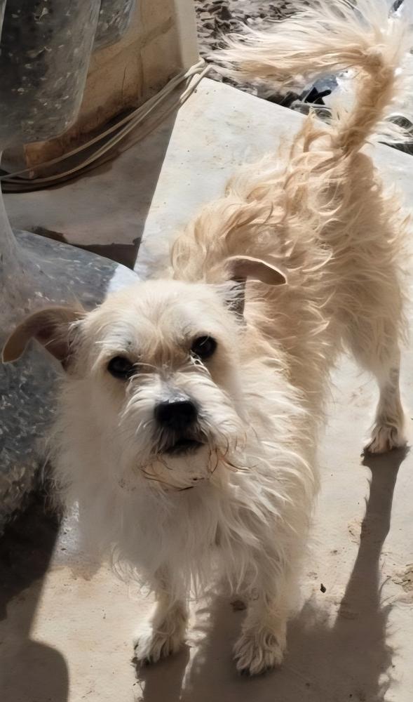 Enlarge Mustard, a Adoptable mixed breed in Draper, UT image 3/4