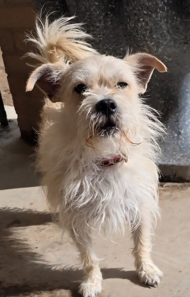 Enlarge Mustard, a Adoptable mixed breed in Draper, UT image 4/4