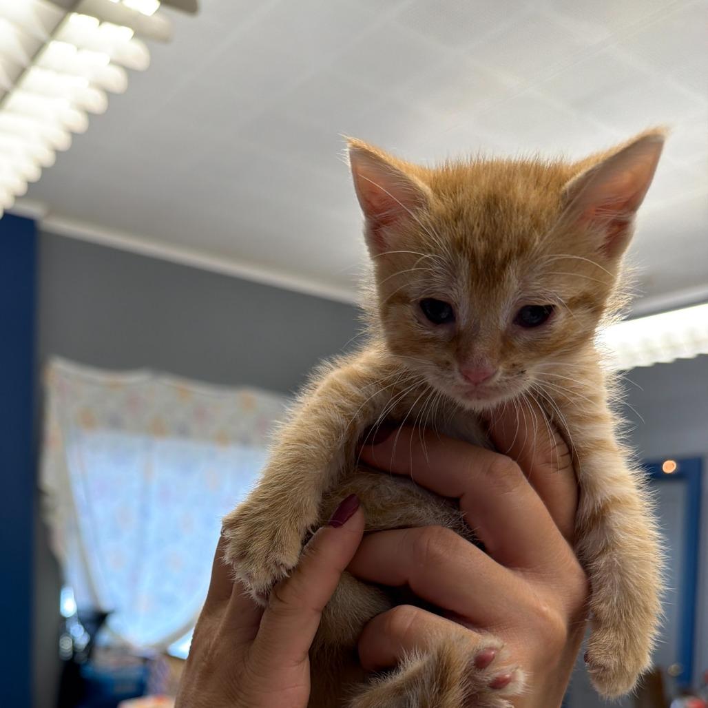 Donnie, Adoptable, Kitten Female Domestic Medium Hair.