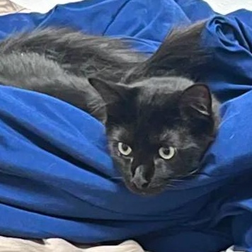 Vinnie (bonded with Joe), Adoptable, Young Male Domestic Short Hair.