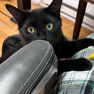 Vinnie (bonded with Joe), a Adoptable mixed breed in Chicago, IL image 2/3