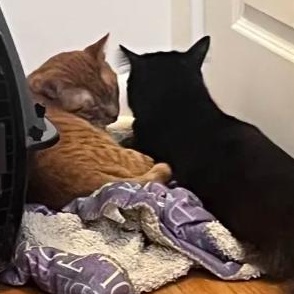 Vinnie (bonded with Joe), a Adoptable mixed breed in Chicago, IL image 3/3