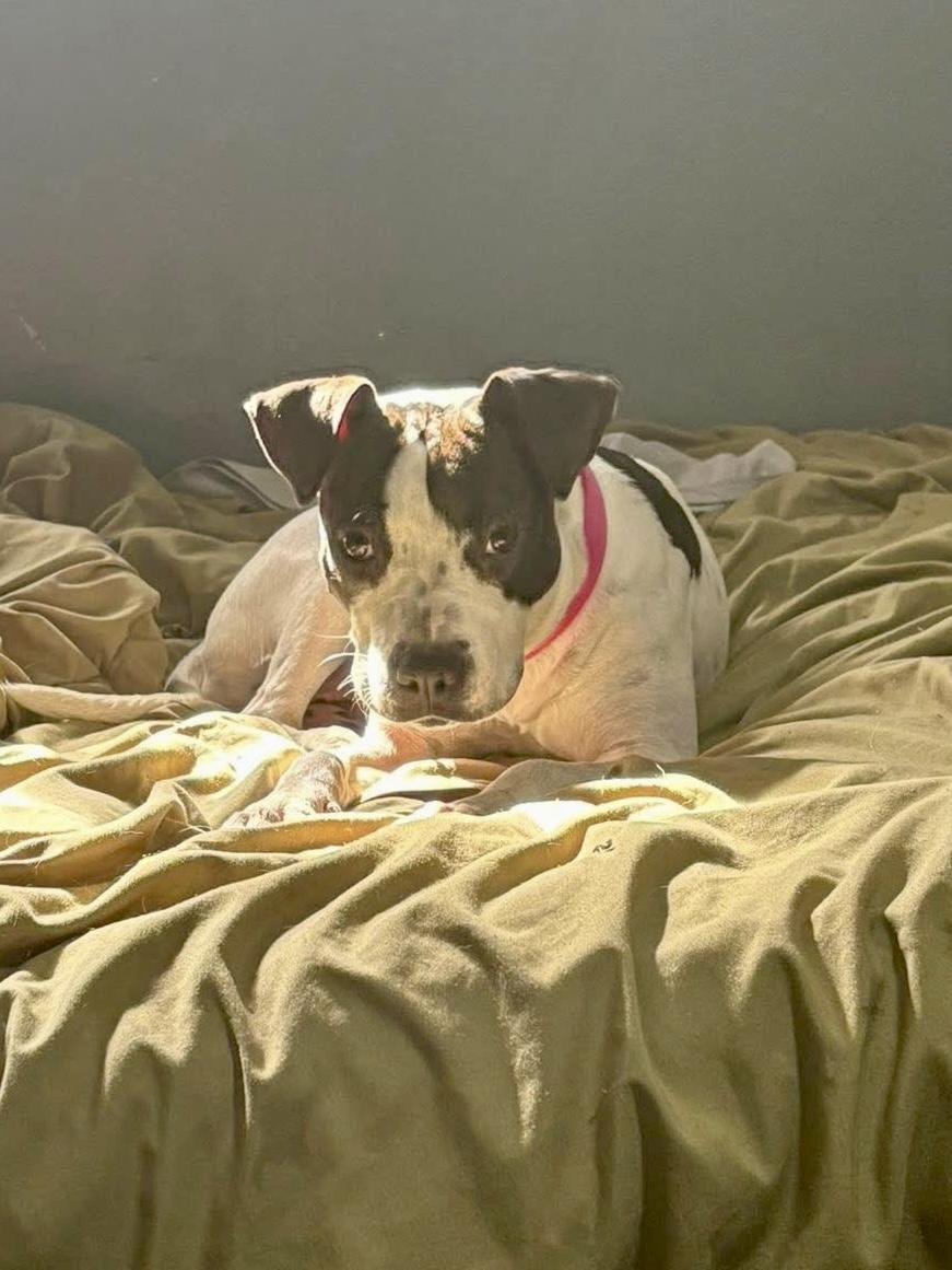 Enlarge Naomi, a Adoptable mixed breed in Collingswood, NJ image 2/3