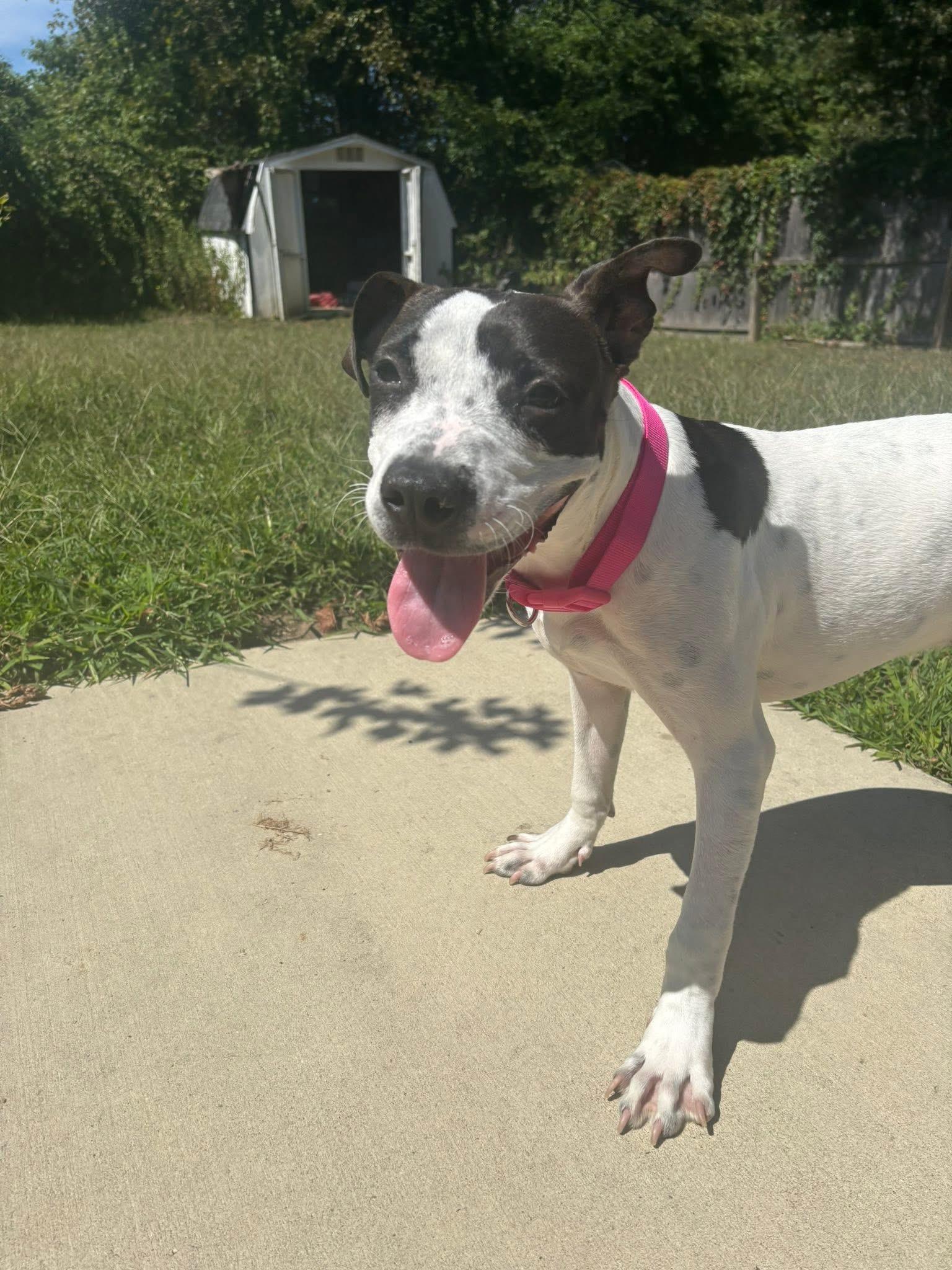 Naomi, Adoptable, Young Female Pointer.
