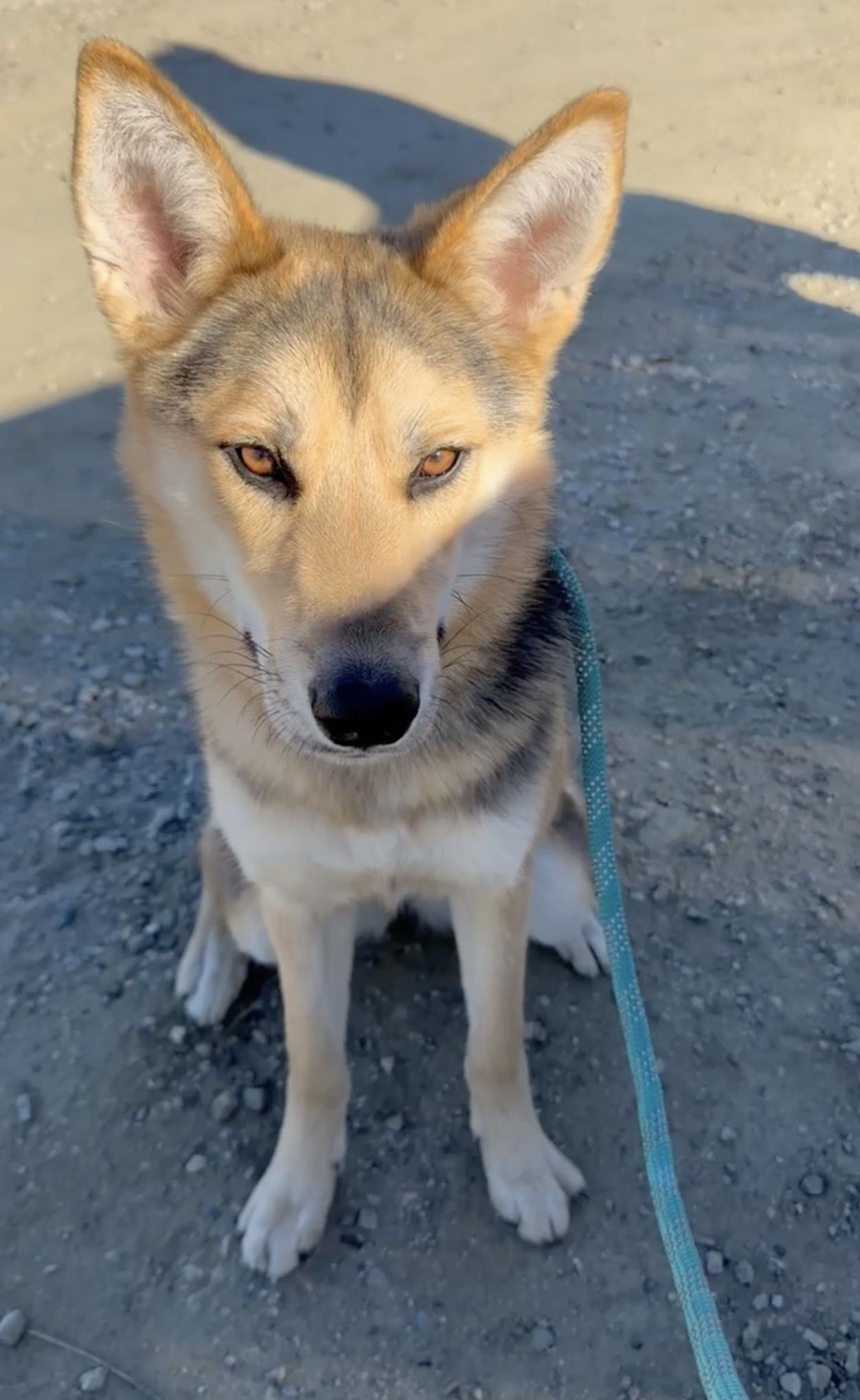 Enlarge Ivy, a Adoptable mixed breed in Agua Dulce, CA image 1/2