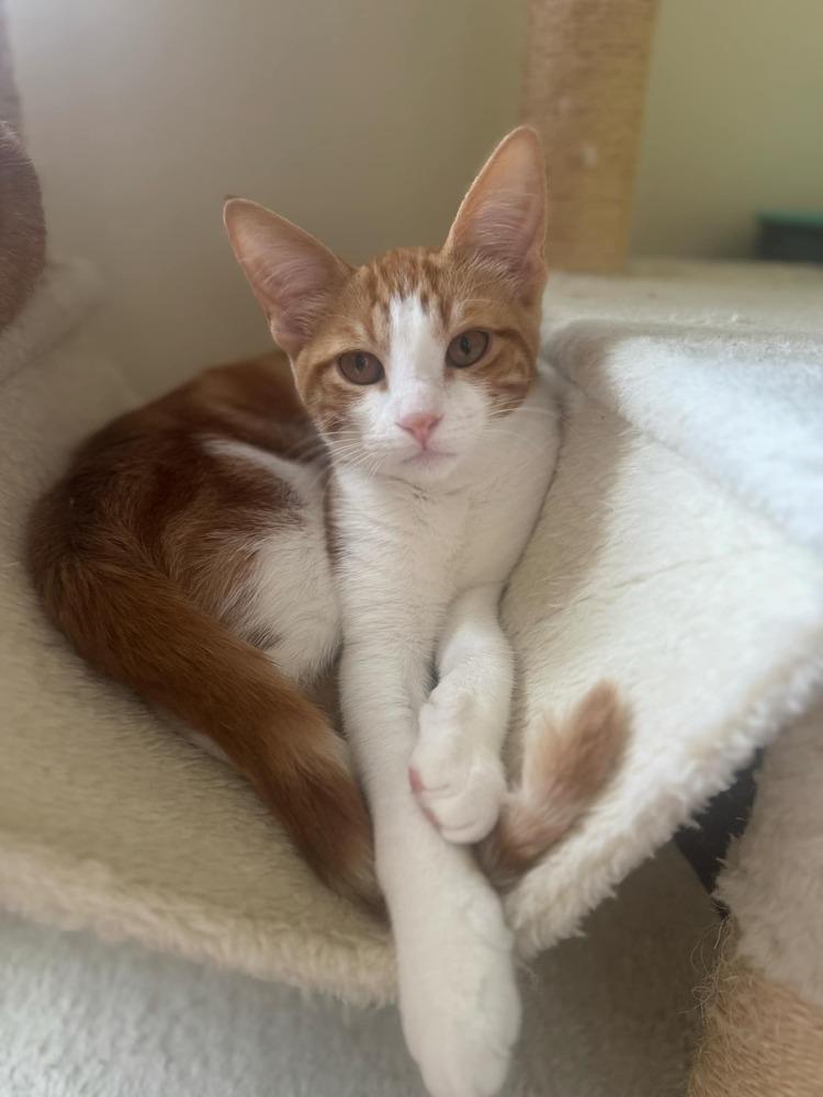 Enlarge Natsu, a Adoptable Domestic Short Hair in Homer Glen, IL image 1/2