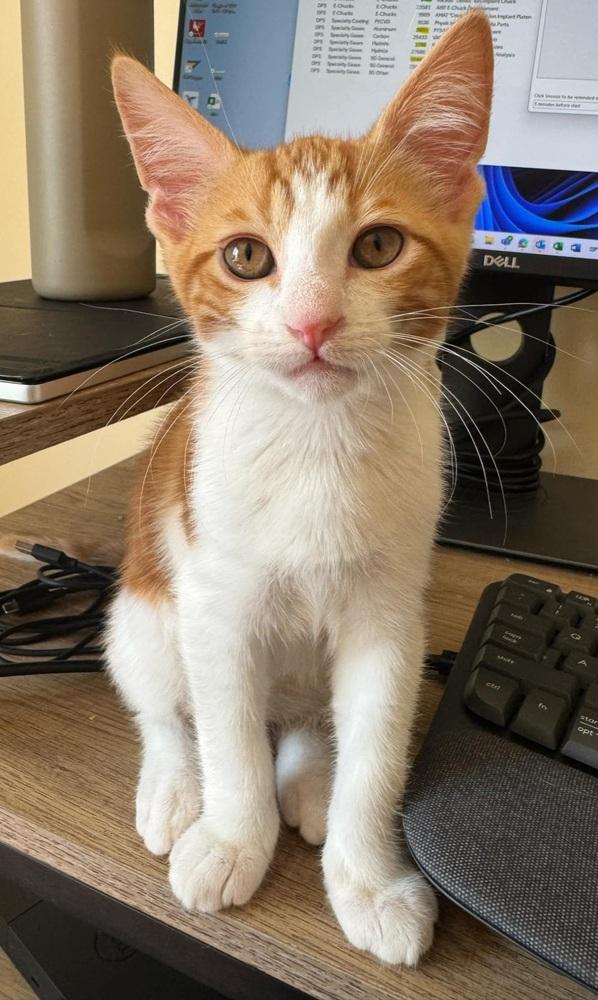 Enlarge Natsu, a Adoptable Domestic Short Hair in Homer Glen, IL image 2/2