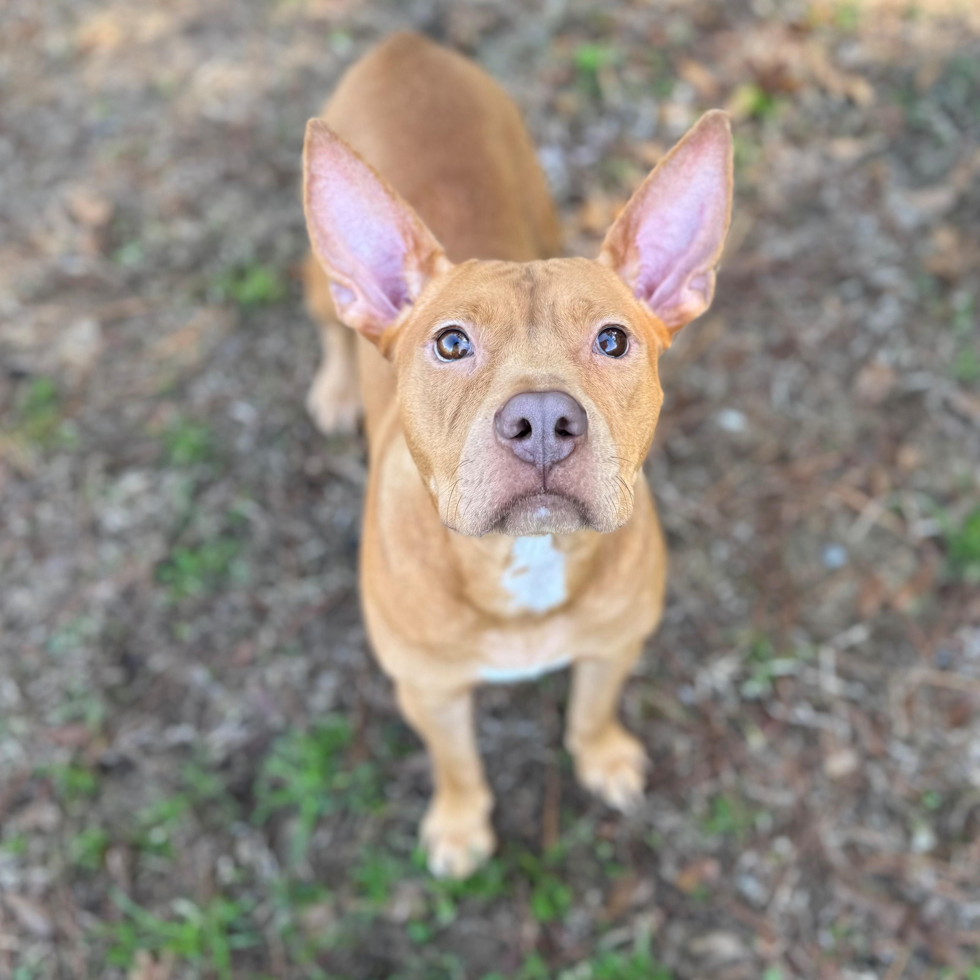 Enlarge Kasino, a ADOPTABLE Mixed Breed in Summerdale, AL image 1/1