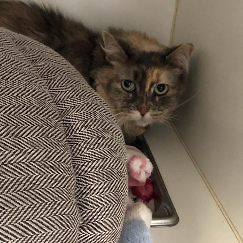 Lola, a Adoptable Domestic Long Hair in Westhampton, NY image 1/4