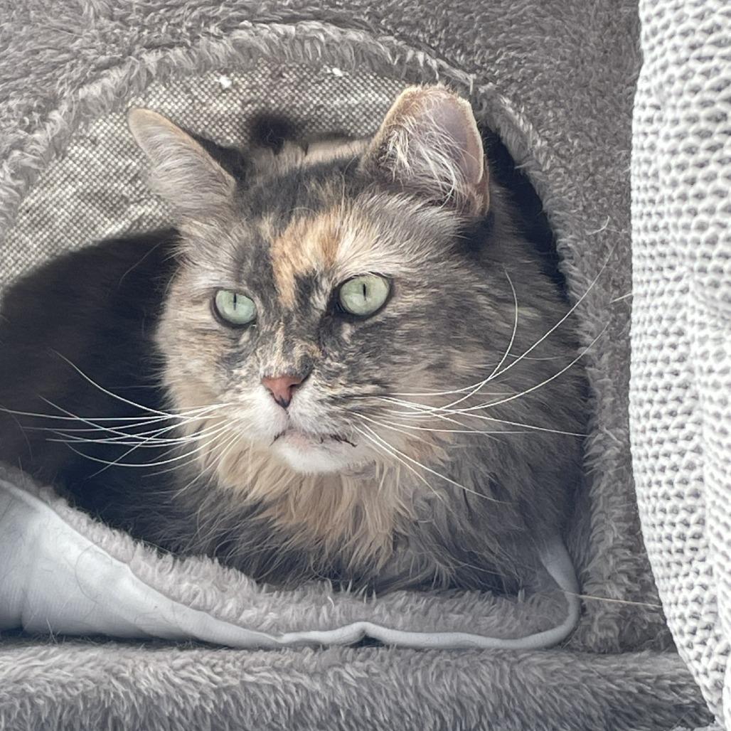 Lola, a Adoptable Domestic Long Hair in Westhampton, NY image 2/3