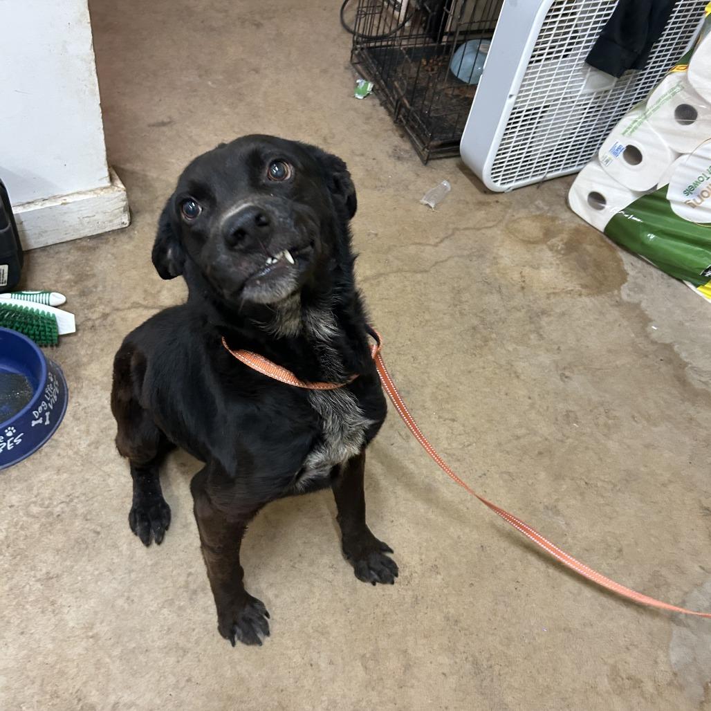 Blackjack, a Adoptable mixed breed in Wadena, MN image 1/5