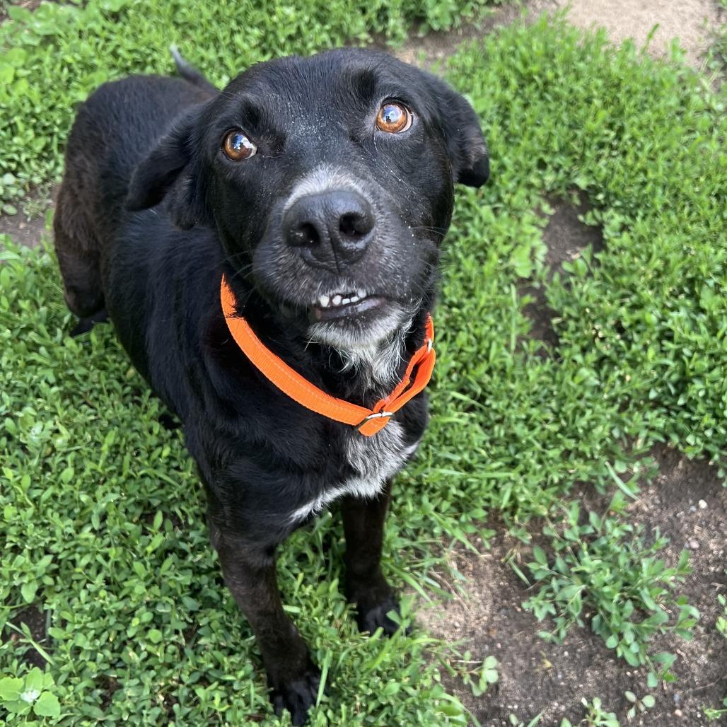 Blackjack, a Adoptable mixed breed in Wadena, MN image 2/5