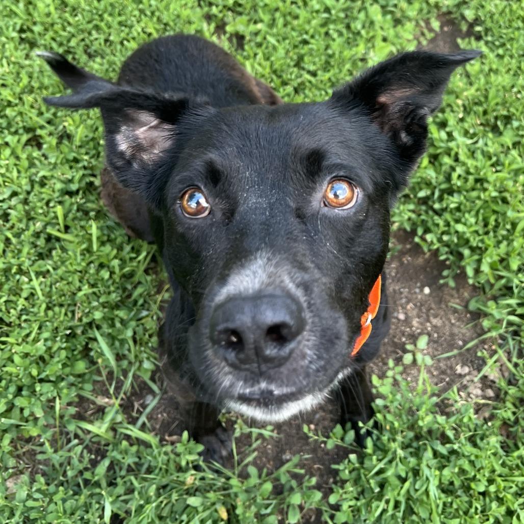 Blackjack, a Adoptable mixed breed in Wadena, MN image 3/5