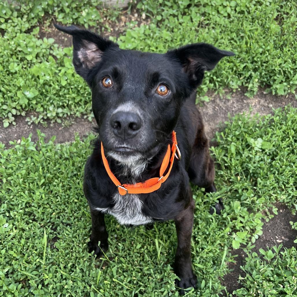 Blackjack, a Adoptable mixed breed in Wadena, MN image 4/5