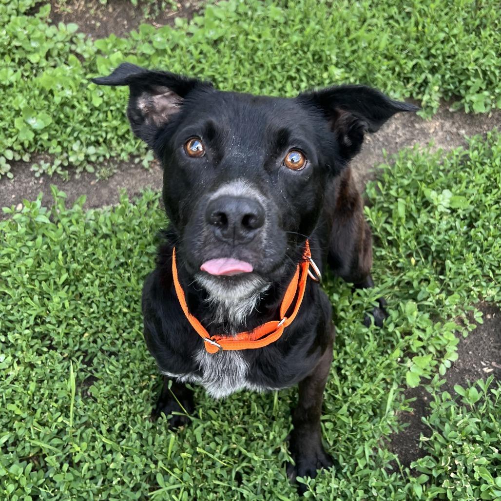Blackjack, a Adoptable mixed breed in Wadena, MN image 5/5