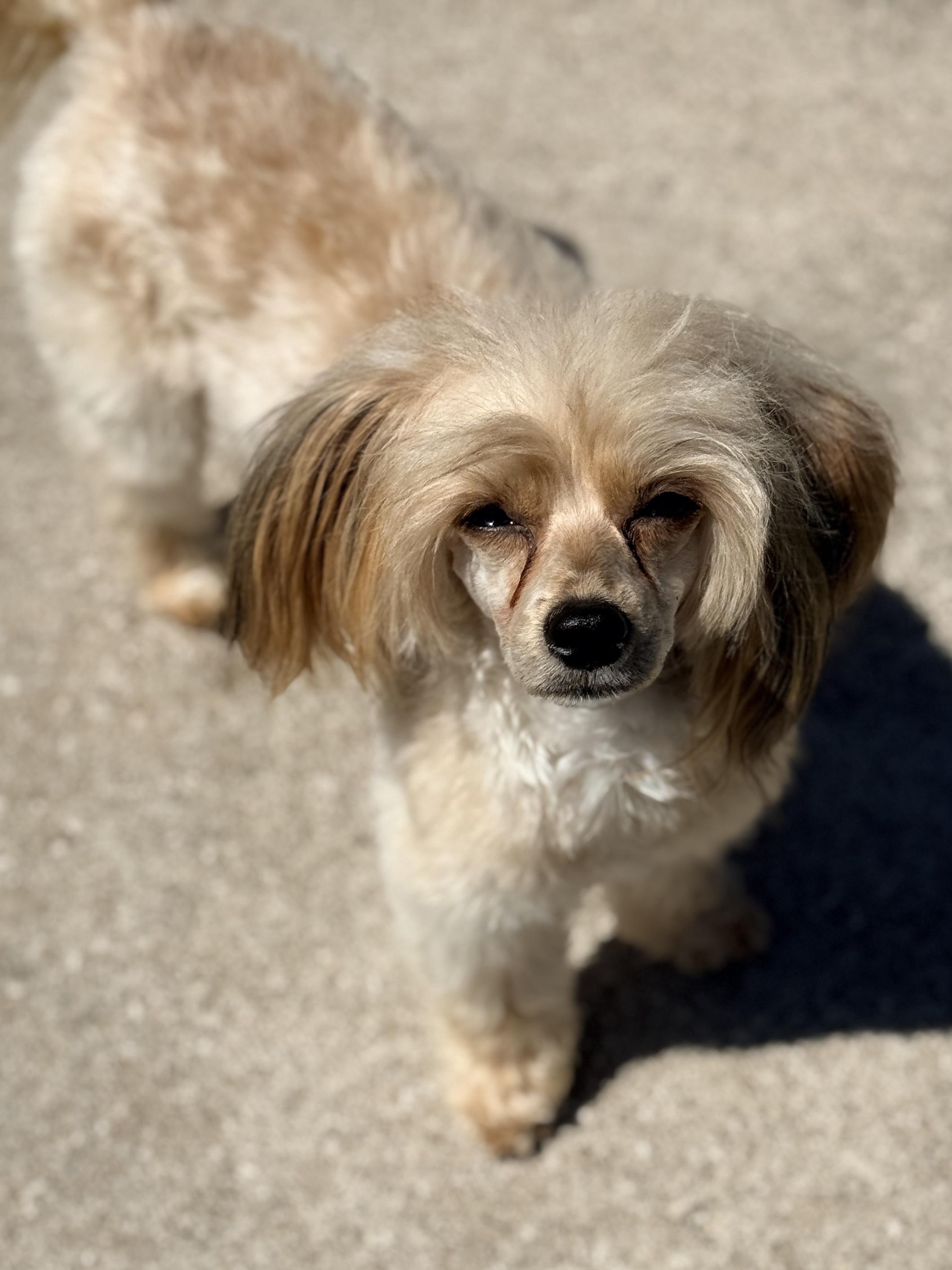 Drue, a Adoptable Chinese Crested Dog in Houston, TX image 5/5
