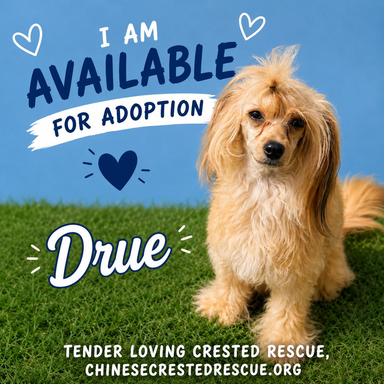 Drue, Adoptable, Young Male Chinese Crested Dog.